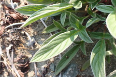 Phacelia leptosepala