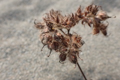 Phacelia leptosepala