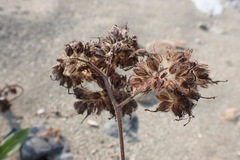 Phacelia leptosepala