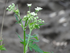 Anthriscus sylvestris