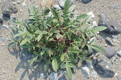 Phacelia leptosepala
