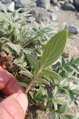 Phacelia leptosepala