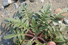 Phacelia leptosepala
