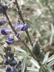 Lupinus meionanthus