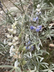 Lupinus meionanthus