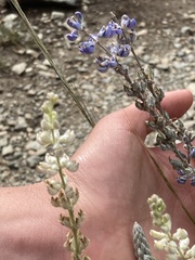 Lupinus meionanthus