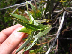 Leucadendron floridum