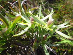 Leucadendron floridum