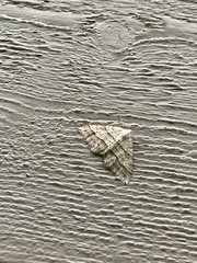 Perizoma parallelolineatum