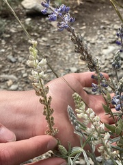 Lupinus meionanthus