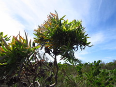 Leucadendron floridum