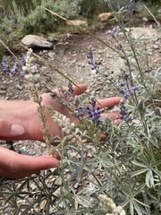 Lupinus meionanthus