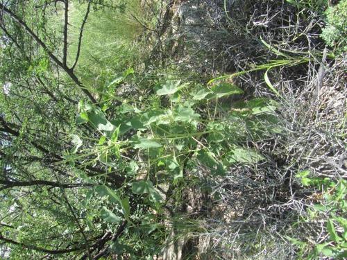 Abutilon rehmannii image