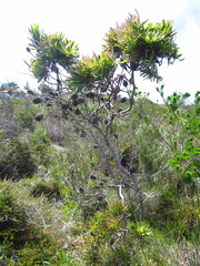 Leucadendron floridum