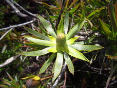 Leucadendron floridum