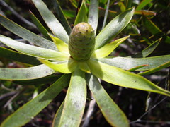 Leucadendron floridum