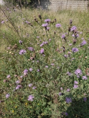 Centaurea stoebe