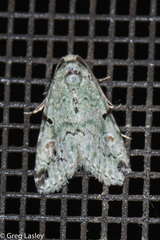 Maliattha concinnimacula