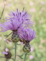 Centaurea stoebe