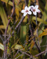 Adenandra brachyphylla