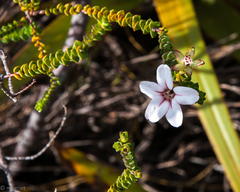 Adenandra brachyphylla