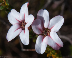 Adenandra brachyphylla