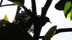 Melanotis caerulescens