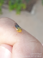 Dilobopterus costalimai