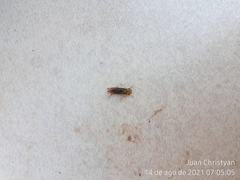 Dilobopterus costalimai