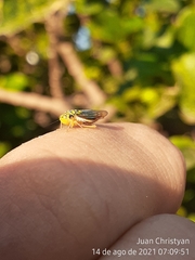 Dilobopterus costalimai