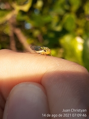 Dilobopterus costalimai