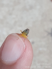 Dilobopterus costalimai