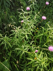 Cirsium serratuloides