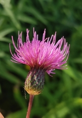 Cirsium serratuloides