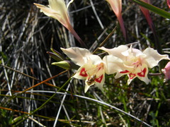 Gladiolus angustus