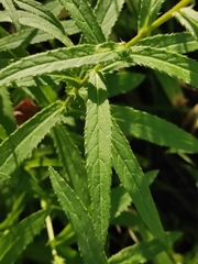 Cirsium serratuloides