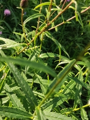 Cirsium serratuloides
