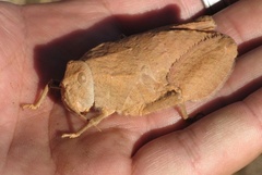 Trachypetrella anderssonii