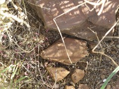 Trachypetrella anderssonii