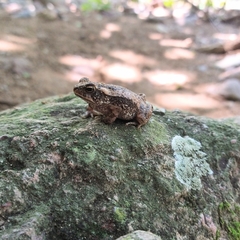 Incilius marmoreus