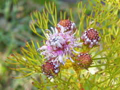 Serruria foeniculacea