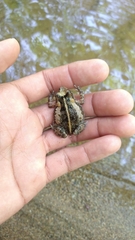 Incilius marmoreus