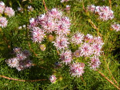 Serruria foeniculacea