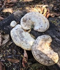 Trametes