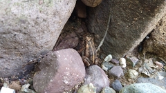 Incilius marmoreus