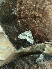 Entephria caesiata