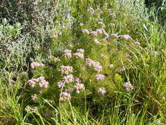 Serruria foeniculacea