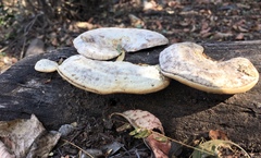Trametes