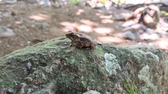 Incilius marmoreus