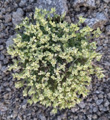 Draba oligosperma